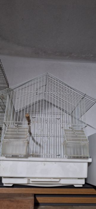 Canário macho + 2 gaiolas