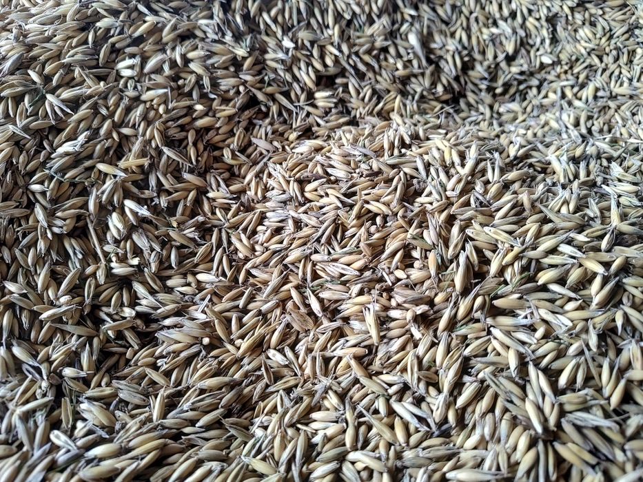 Owies Bingo po centrali