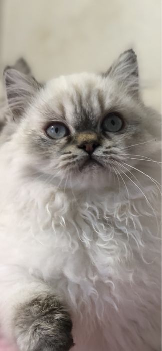 Девочка в шикарной шубе