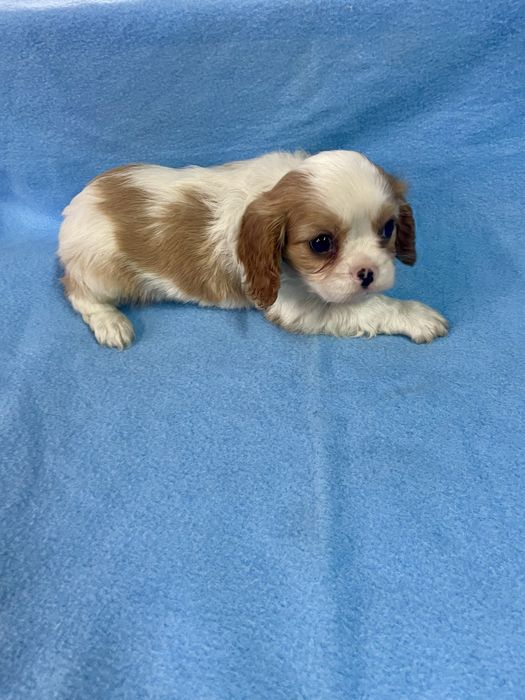Cavalier king charles  LOP e Afixo