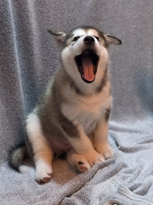 Alaskan Malamute ZKwP/ FCI