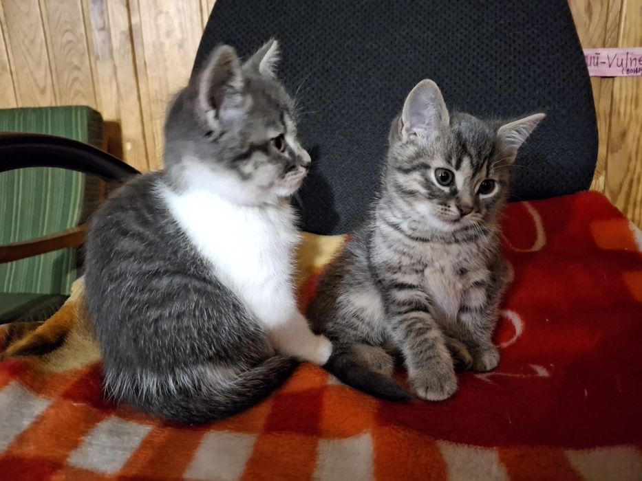 Віддам в люблячі ручки