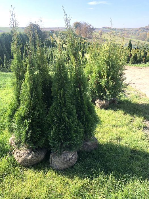 Tuja Szmaragd 150-160 PRODUCENT*TRANSPORT*SADZENIE* 120/130/140