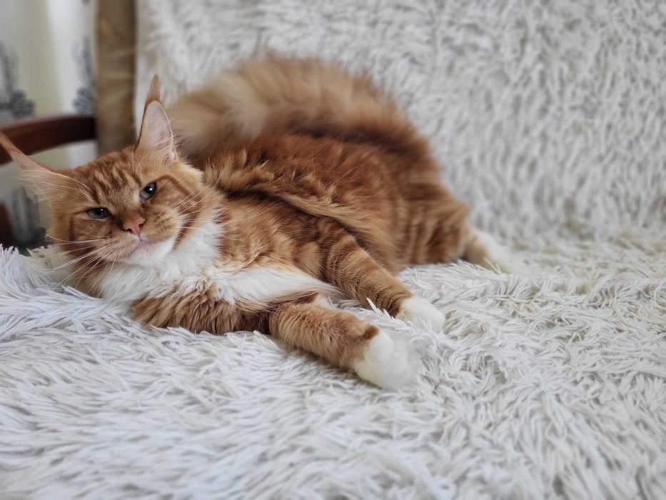 Holy Kotka Maine Coon