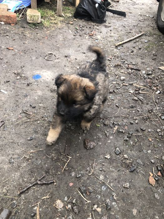 Метіси вівчарки будуть досить виликі