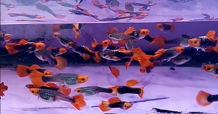 rasowy Gupik koi kohaku tuxedo