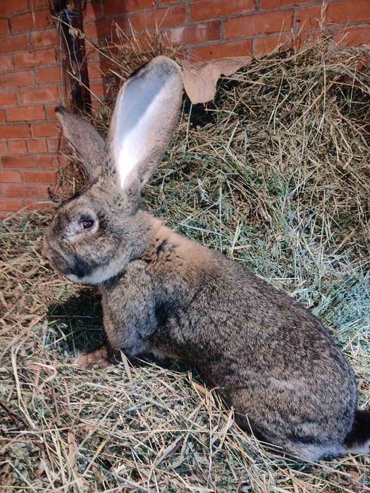 Кроли бельгийский Обер ( великан)