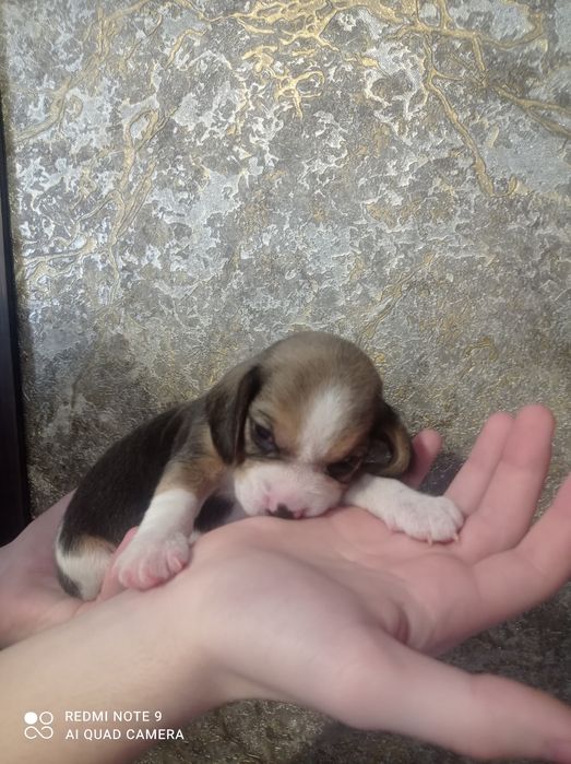 Цуценята бігля хлопчики і дівчатка