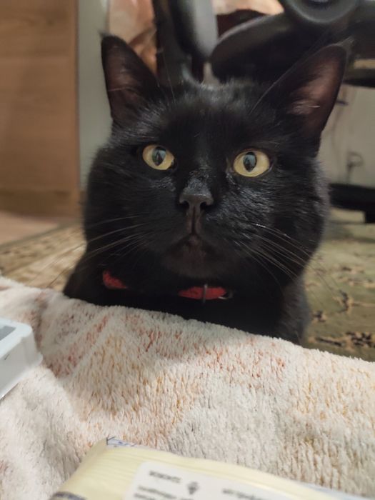 Загубився кіт на ім'я Локі