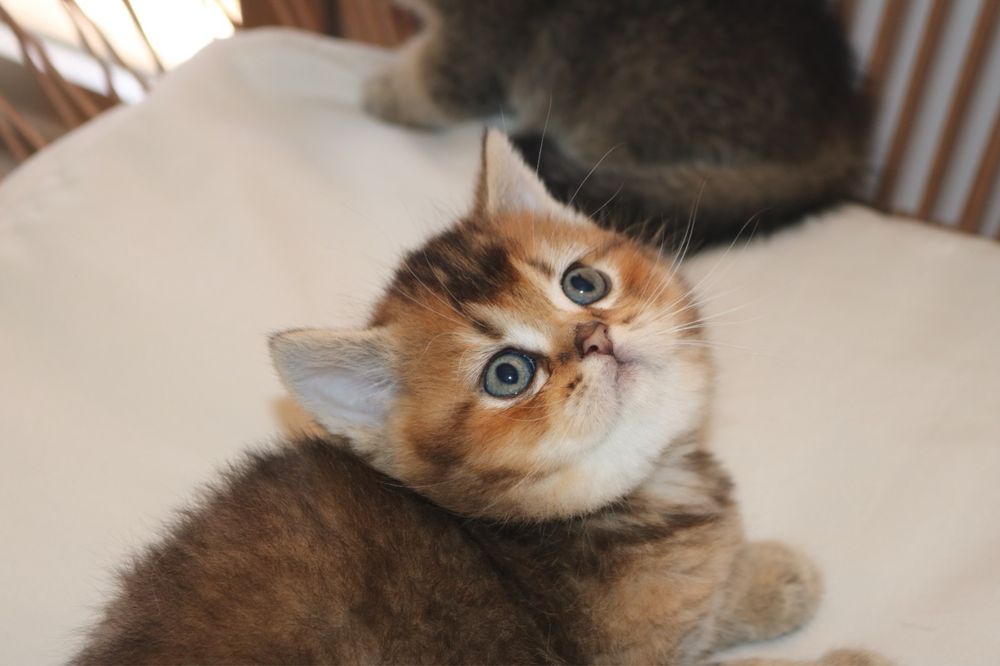 gatinho scottish straight golden