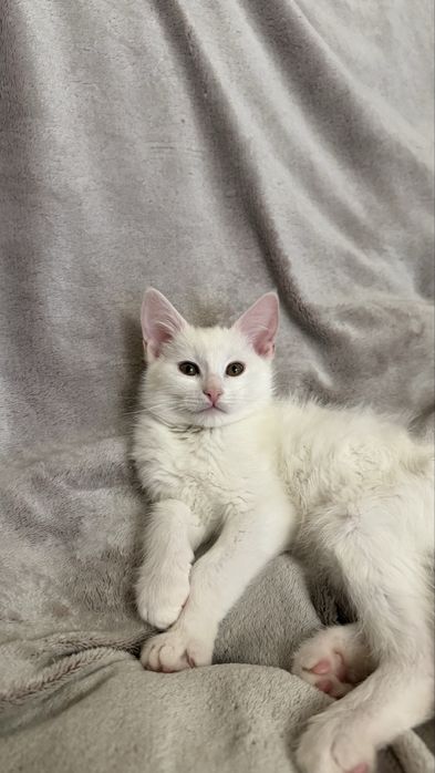 Продам котят мейн куна