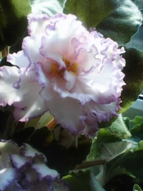 Сенполия, Узамбарская фиалка, 2 сорта