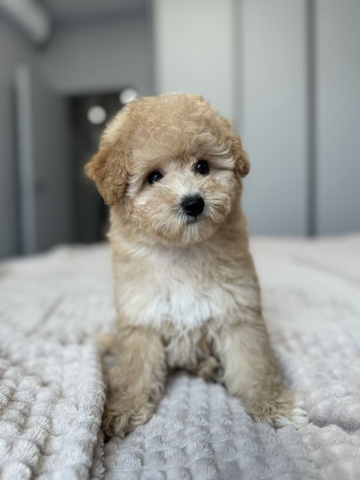 Мальтипу девочка ф2