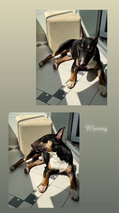 Hotel dla zwierzat / Petsistter