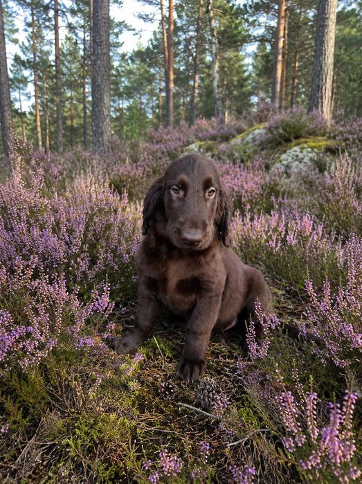 Flat Coated Retriever  suka