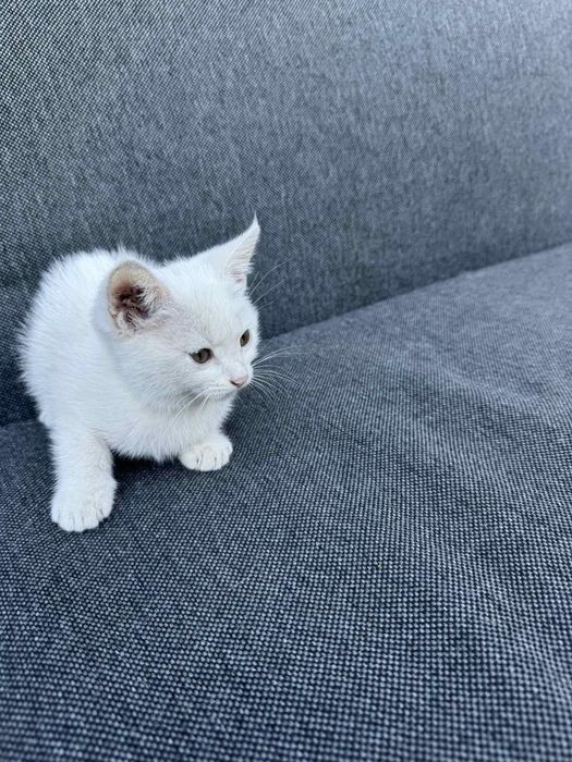 Отдам котенка 3 месяца - девочка