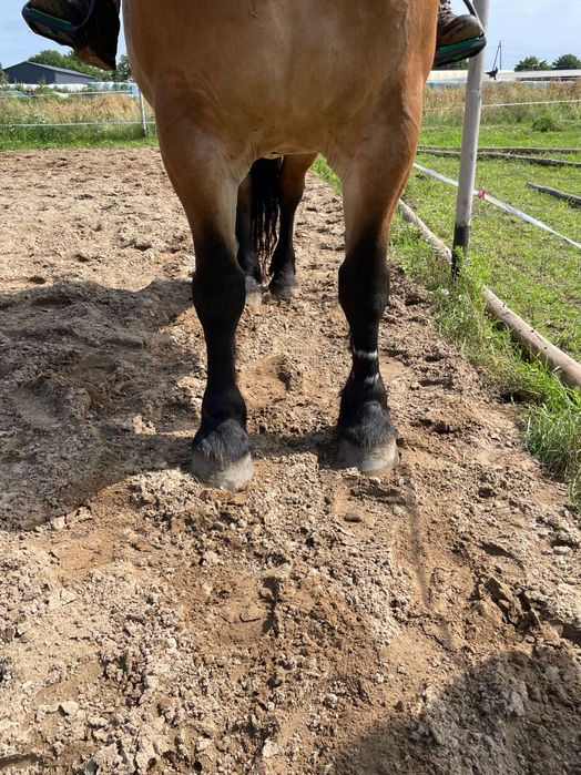 Klacz idealna w spokojny teren