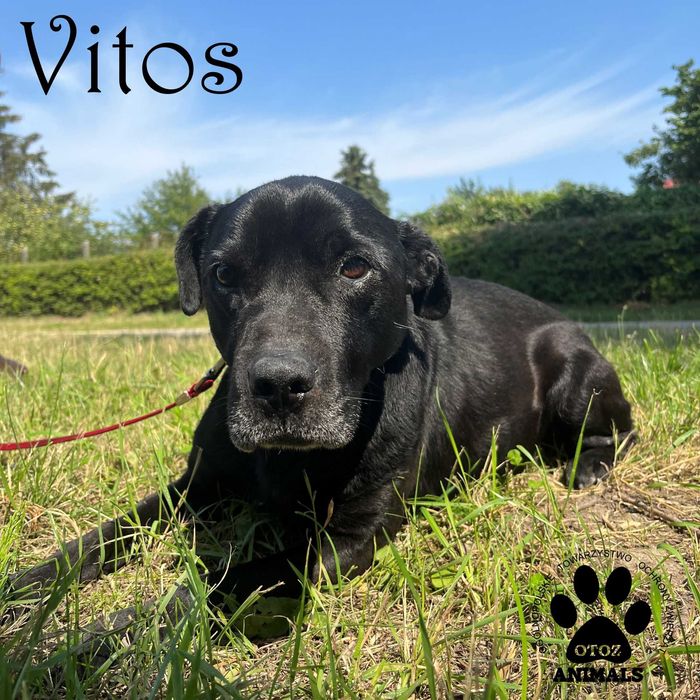 Piękny Vitos szuka domu