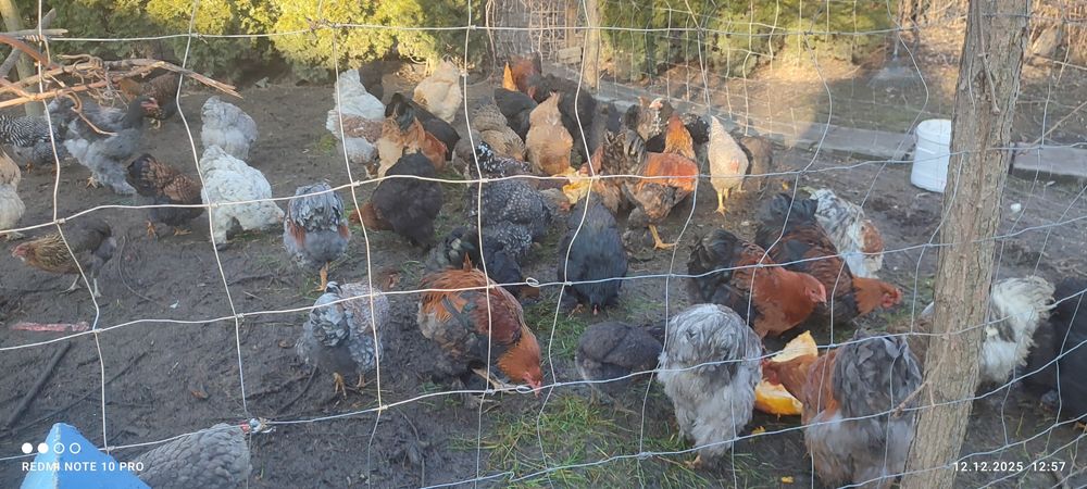 Koguty i kury  Brahna, kochin olbrzymi