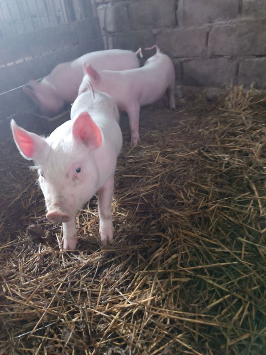 Продам малих поросят