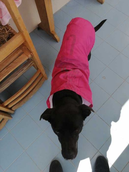 Camisola impermeável para cão
