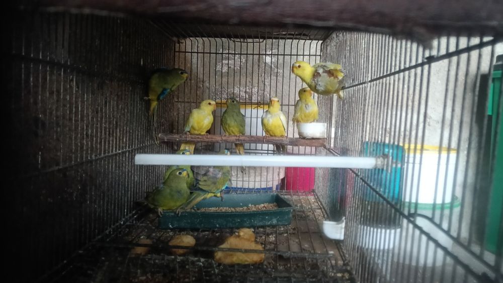 Aves em excelente estado