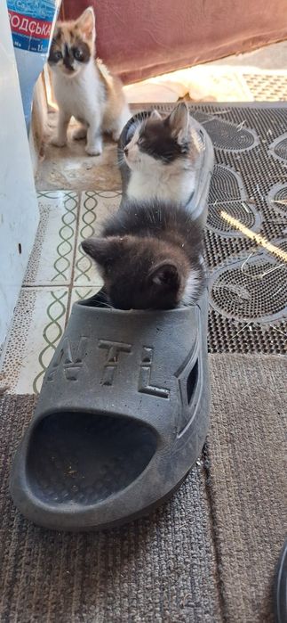 Кошенята  котята