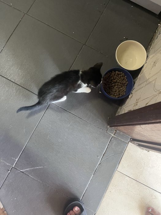Dou gatinho bebe
