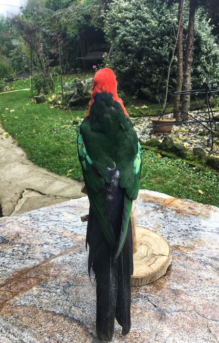 Papuga z hodowli taksydermia