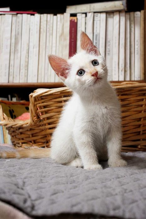 MACHO | Gatinho de olhos azulados disponível para Adoção Responsável