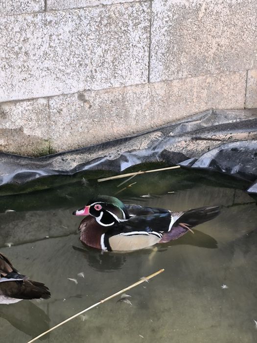 Casal de Patos Carolinos