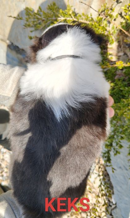 Szczenięta Border collie