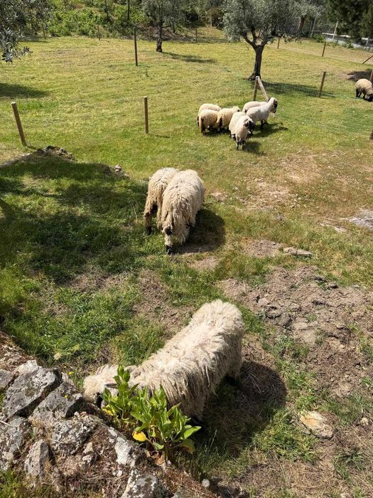 2 Valais Blacknose – Casal Disponível