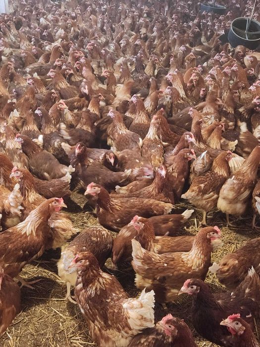 Kury nioski młode Rosa z własnej hodowli. Dominant. Dowóz.