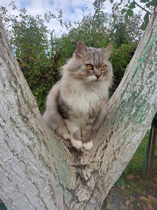 Красуня шукає дім