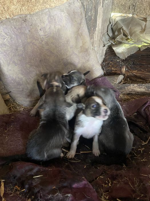 Собачки шукають дім