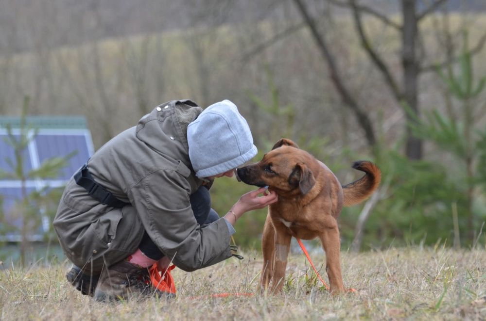 Livio- do adopcji