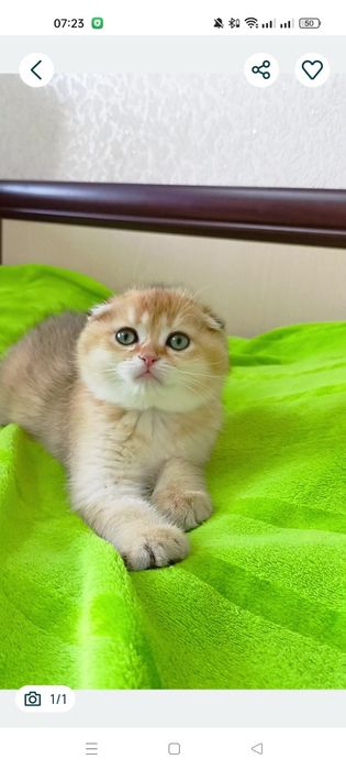 Нежнейший вислоухий котик золотая шиншилла