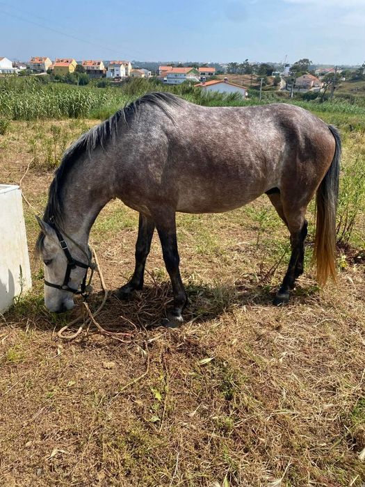 Cavalo russo ....