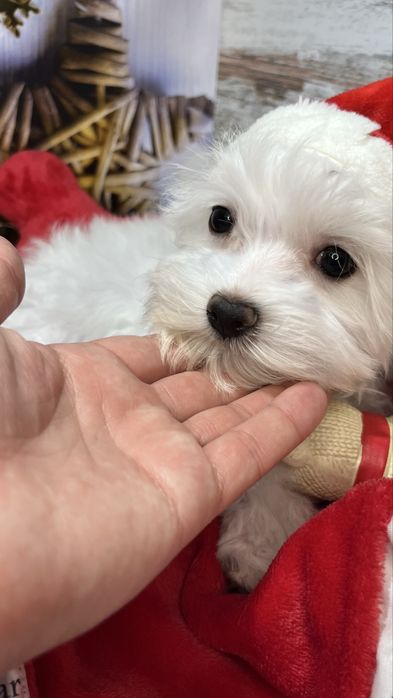 Мальтійська болонка VoliX — шоу-клас, корейський тип, babyface