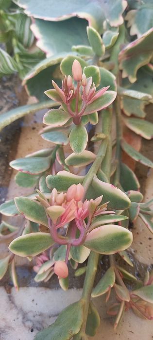 Kalanchoe rosy/ Suculentas
