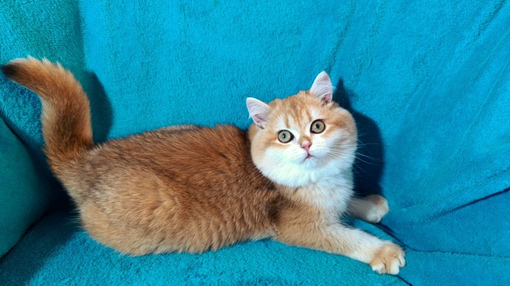 Мега крута дівчинка золота шиншила шоу класу чекає на родину