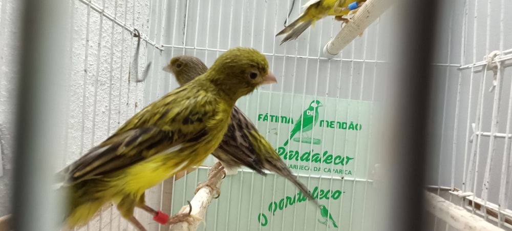 Canários timbrados espanhol
