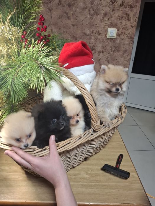 Продажа малышей к праздникам.