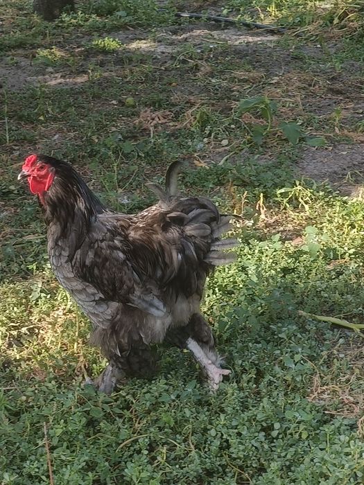 Galos, Sem Raça e Brahma