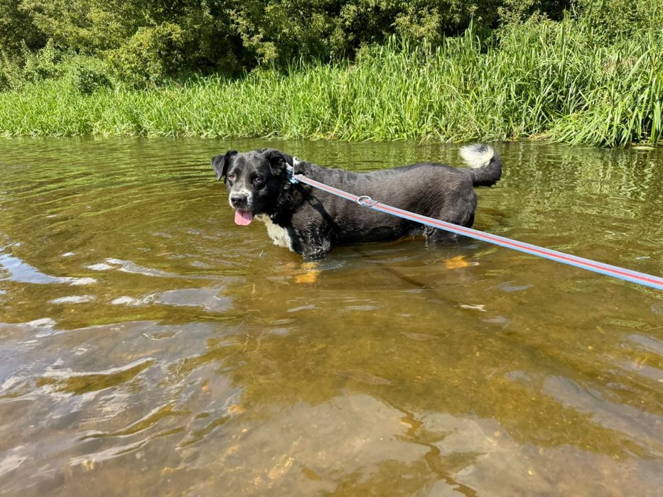 Pokochaj Dylana! Duży psiak w typie stróżującego