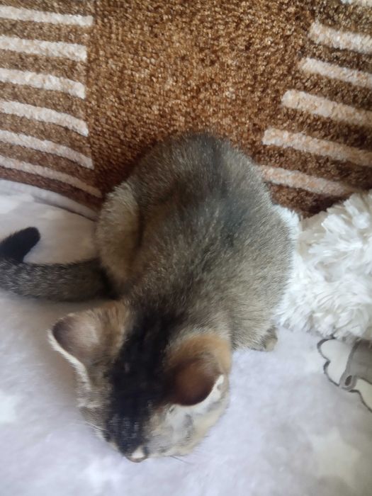 Кошечка британская шиншиловая