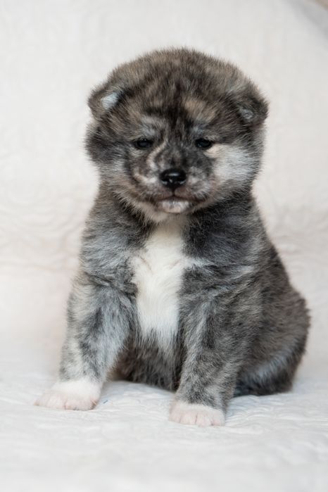 Дівчатка та хлопчик японської Акита ину