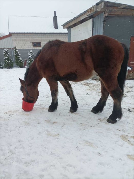 2.5 roczny  ogier zimnokrwisty