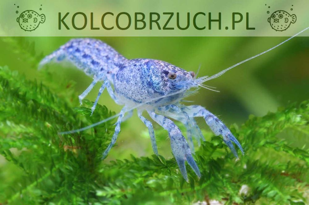 Raczek diminutus - Cambarellus - Rak miniaturowy - dowozimy, wysyłamy